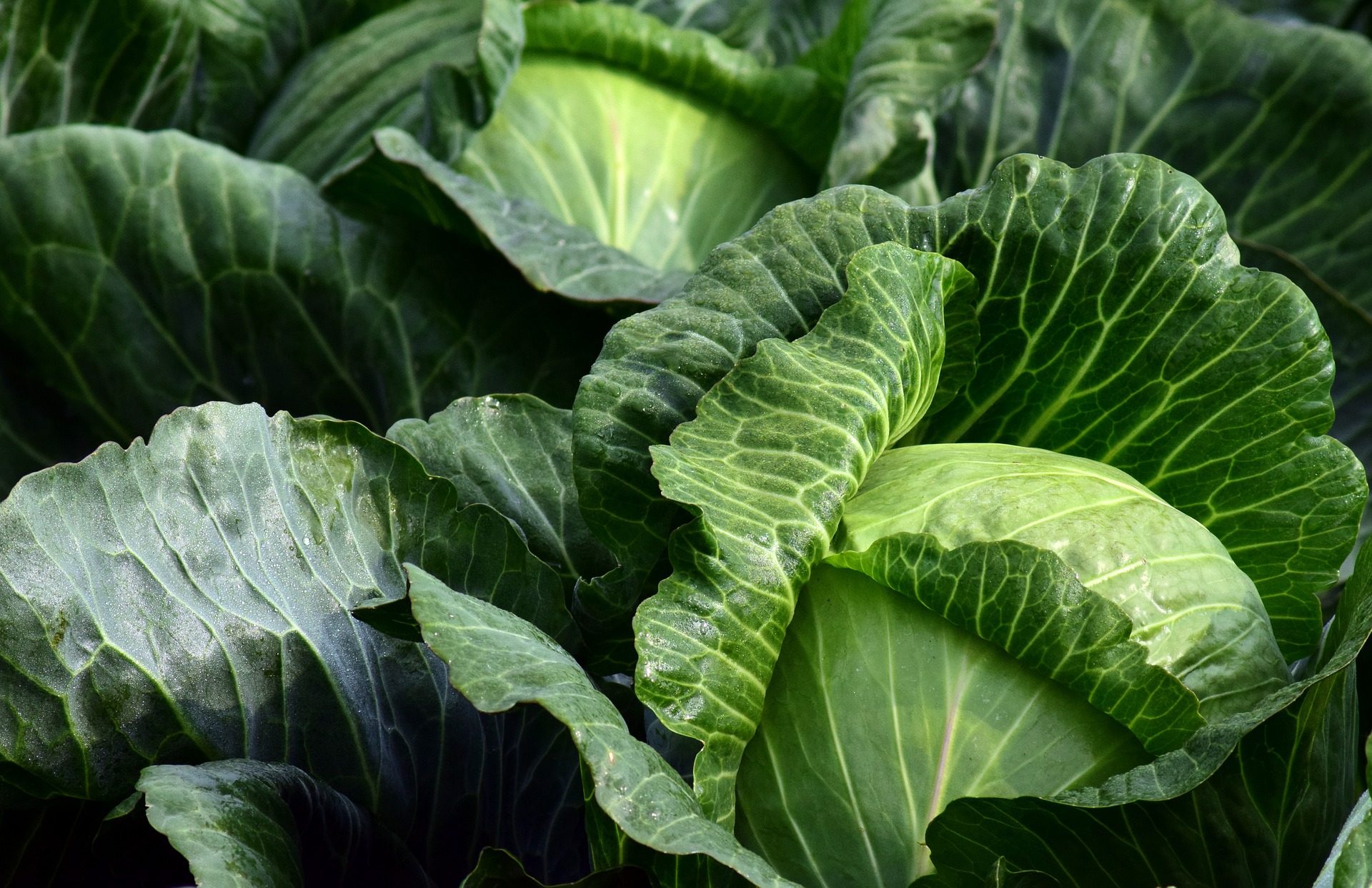 Gemüseanbau / Pixabay