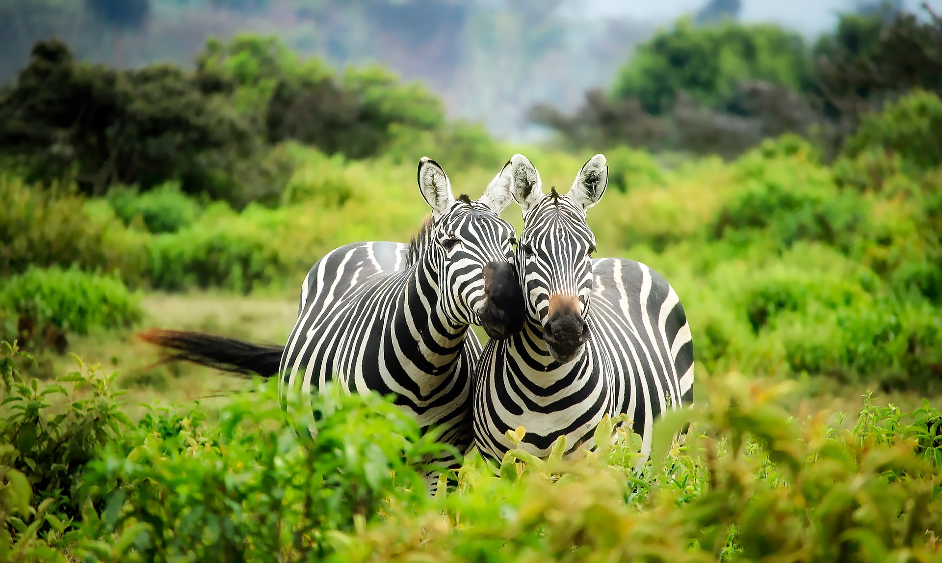 Afrika / Pixabay