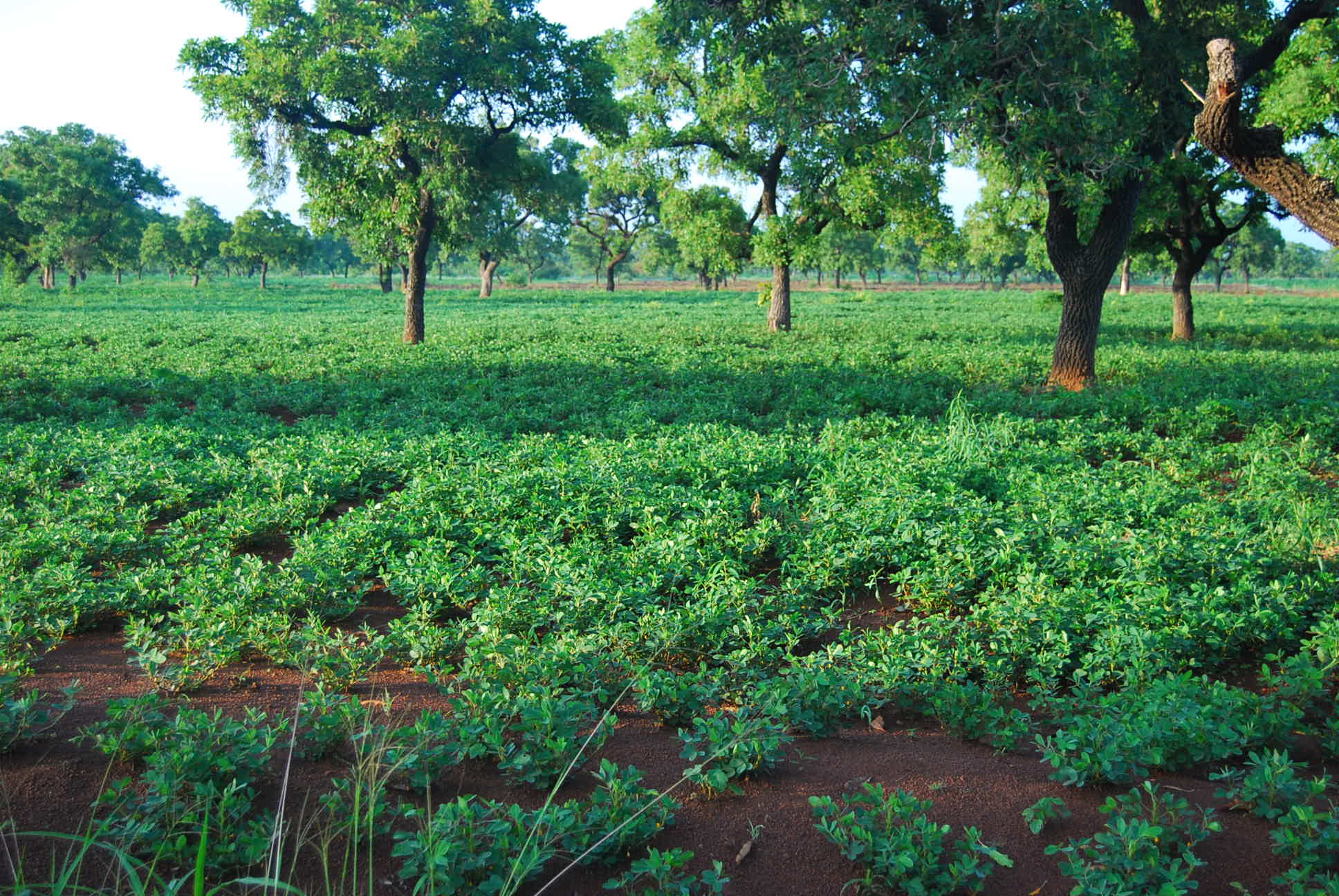 Cassava - The potato of the tropics as best alternative during global climate change